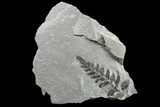 Pennsylvanian Fossil Fern (Neuropteris) Plate - Kentucky #154664-1